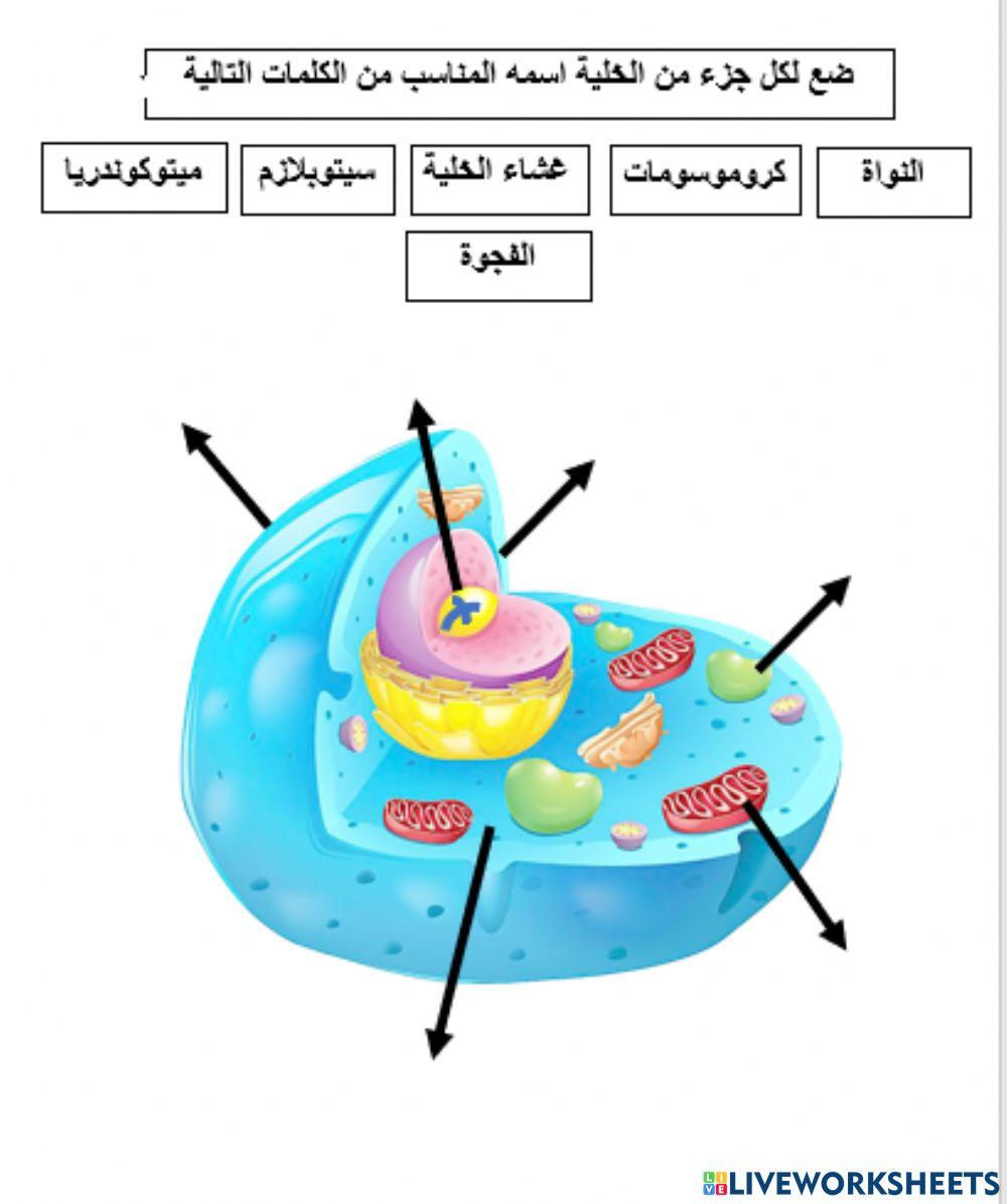 الخلية الحيوانية