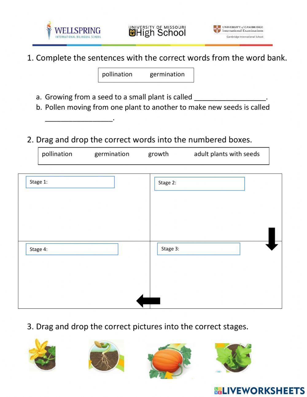 1349595-grade-3-science-life-cycle-of-a-plant