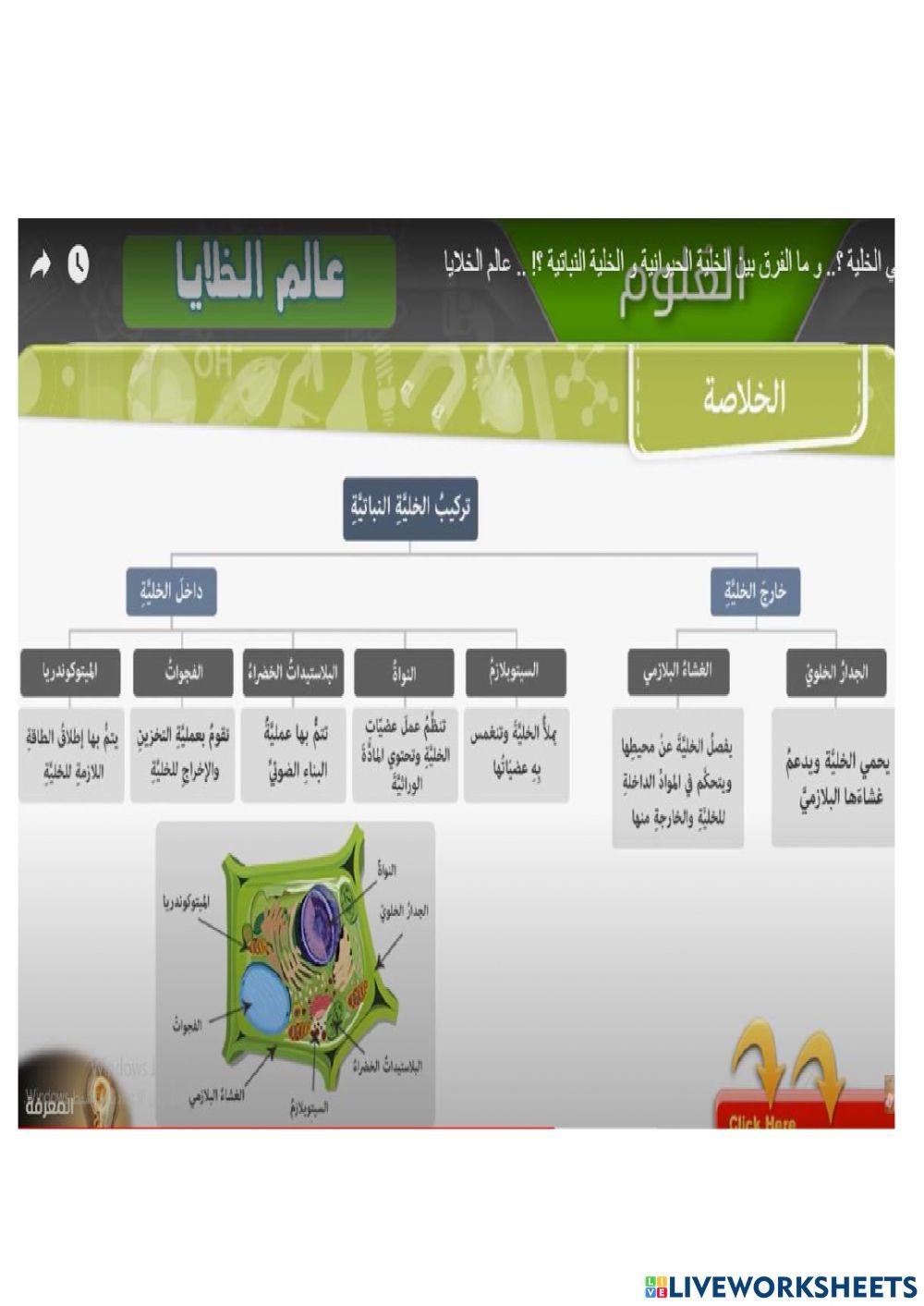 الخلايا النباتية والحيوانية