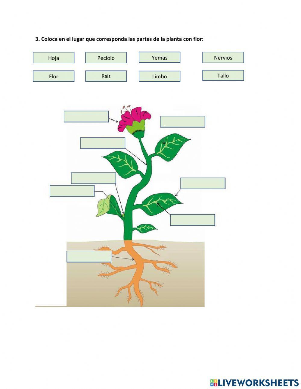 Evaluación Formativa CCNN