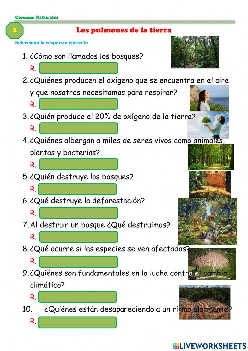 Los pulmones de la Tierra