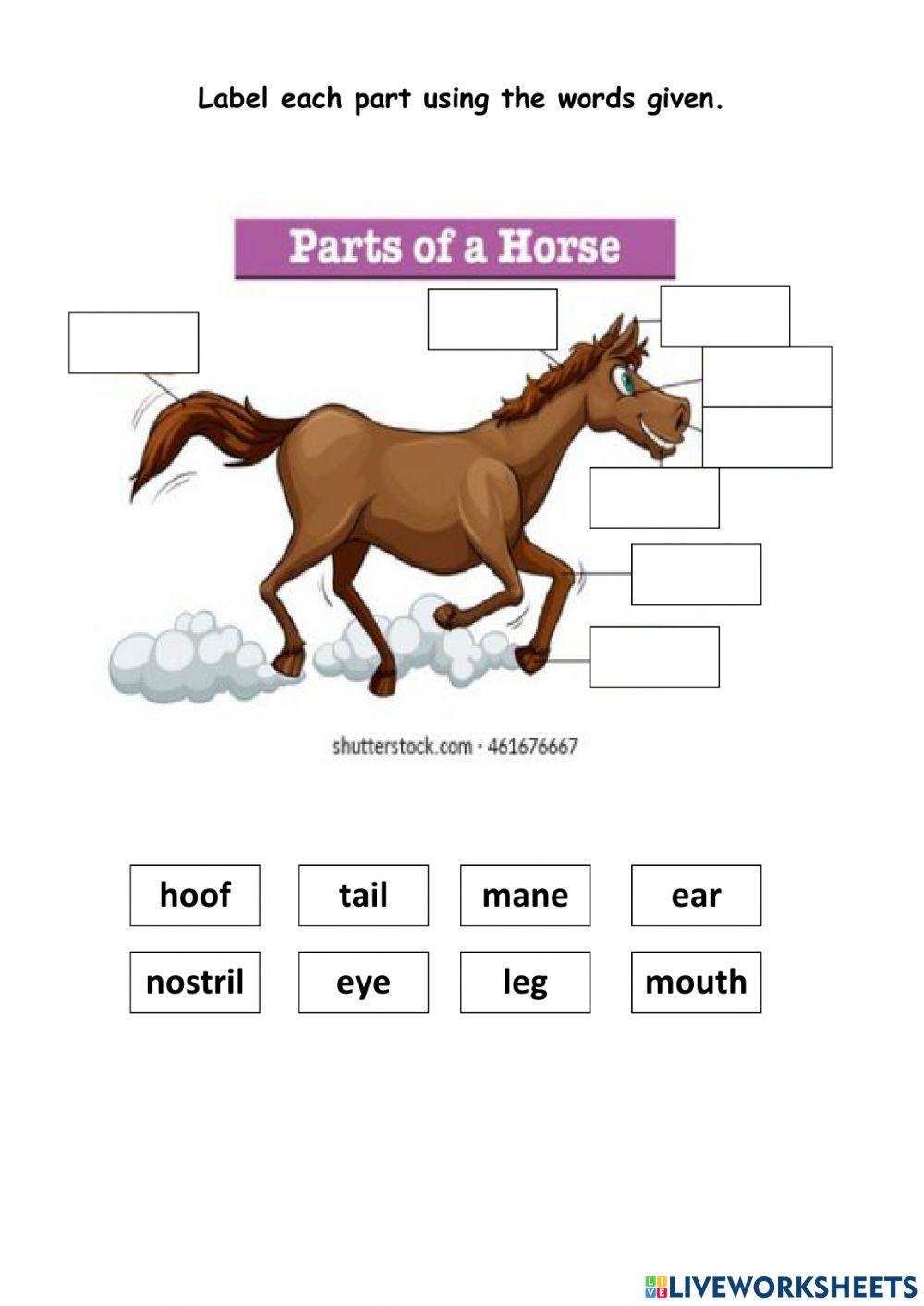 Parts of a horse
