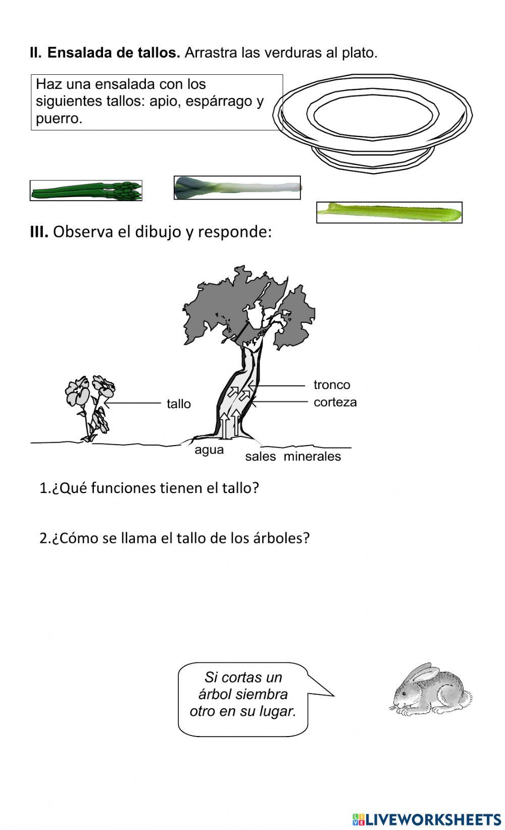 La raíz de la planta