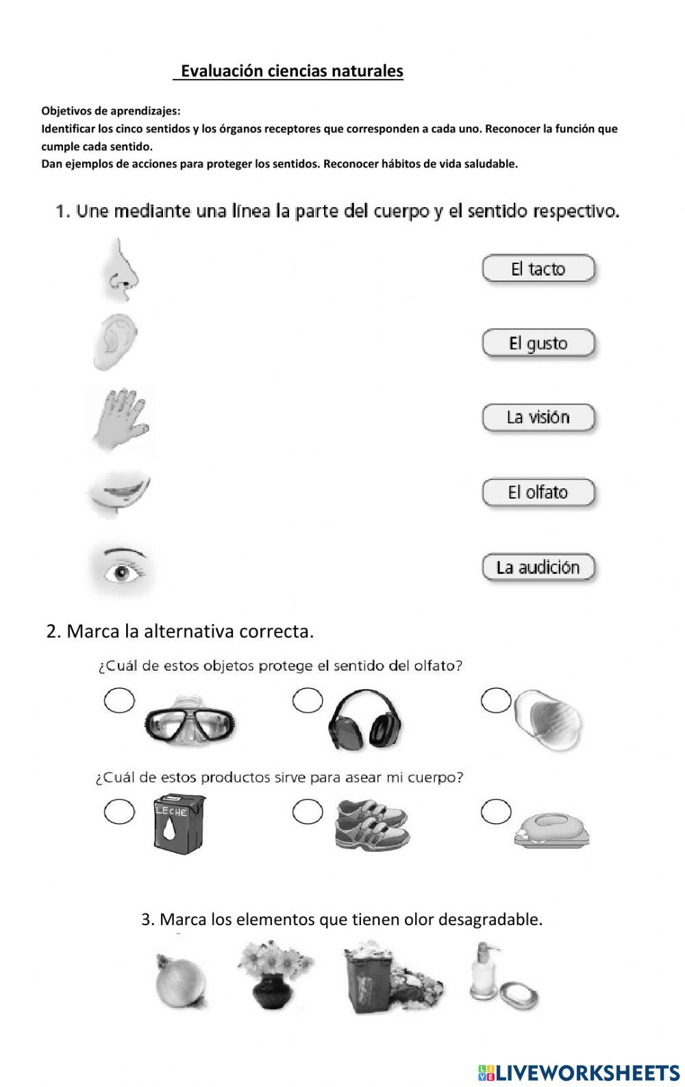 Evaluacion 5 ssentidos