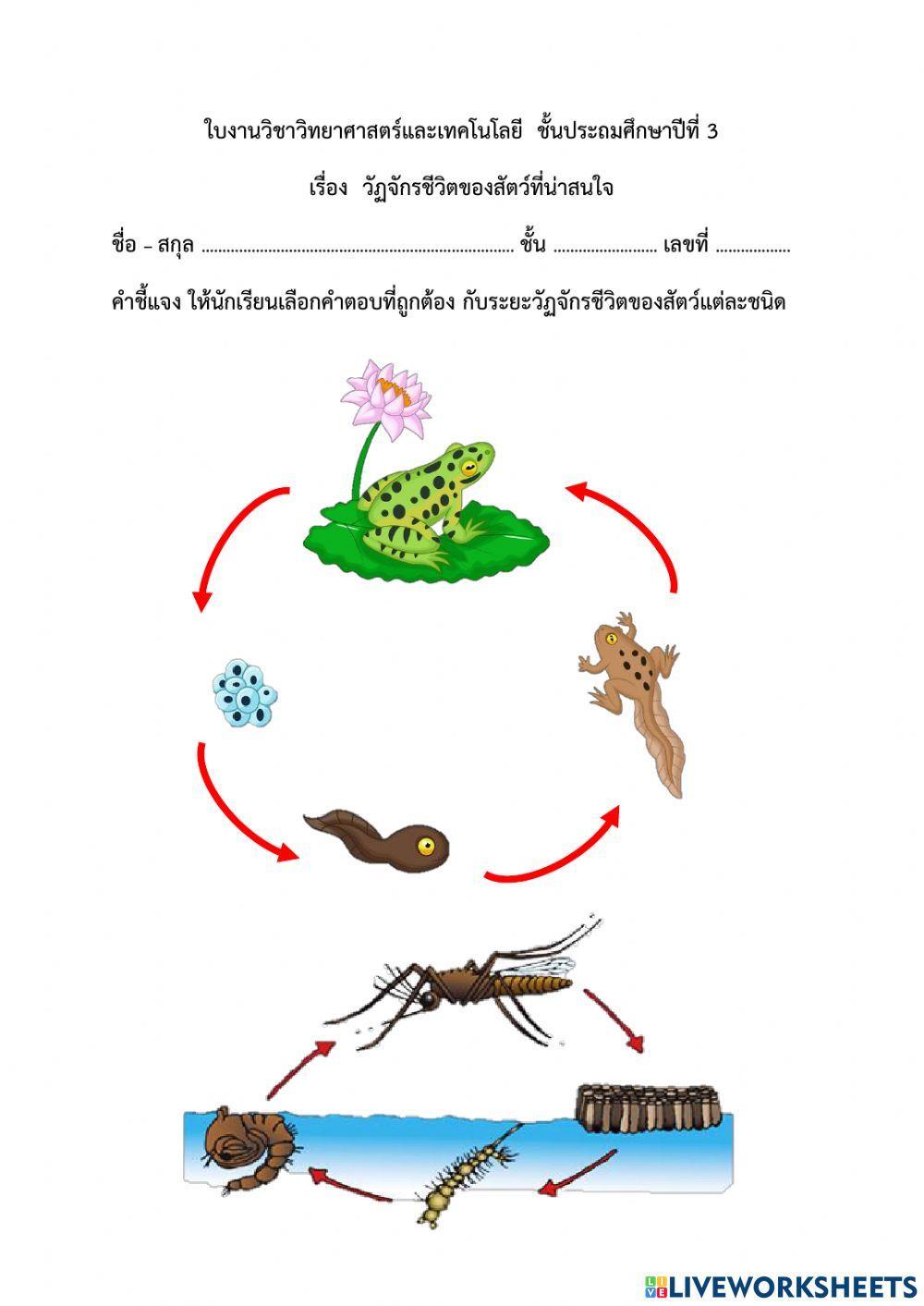 วัฏจักรชีวิตของสัตว์ที่น่าสนใจ