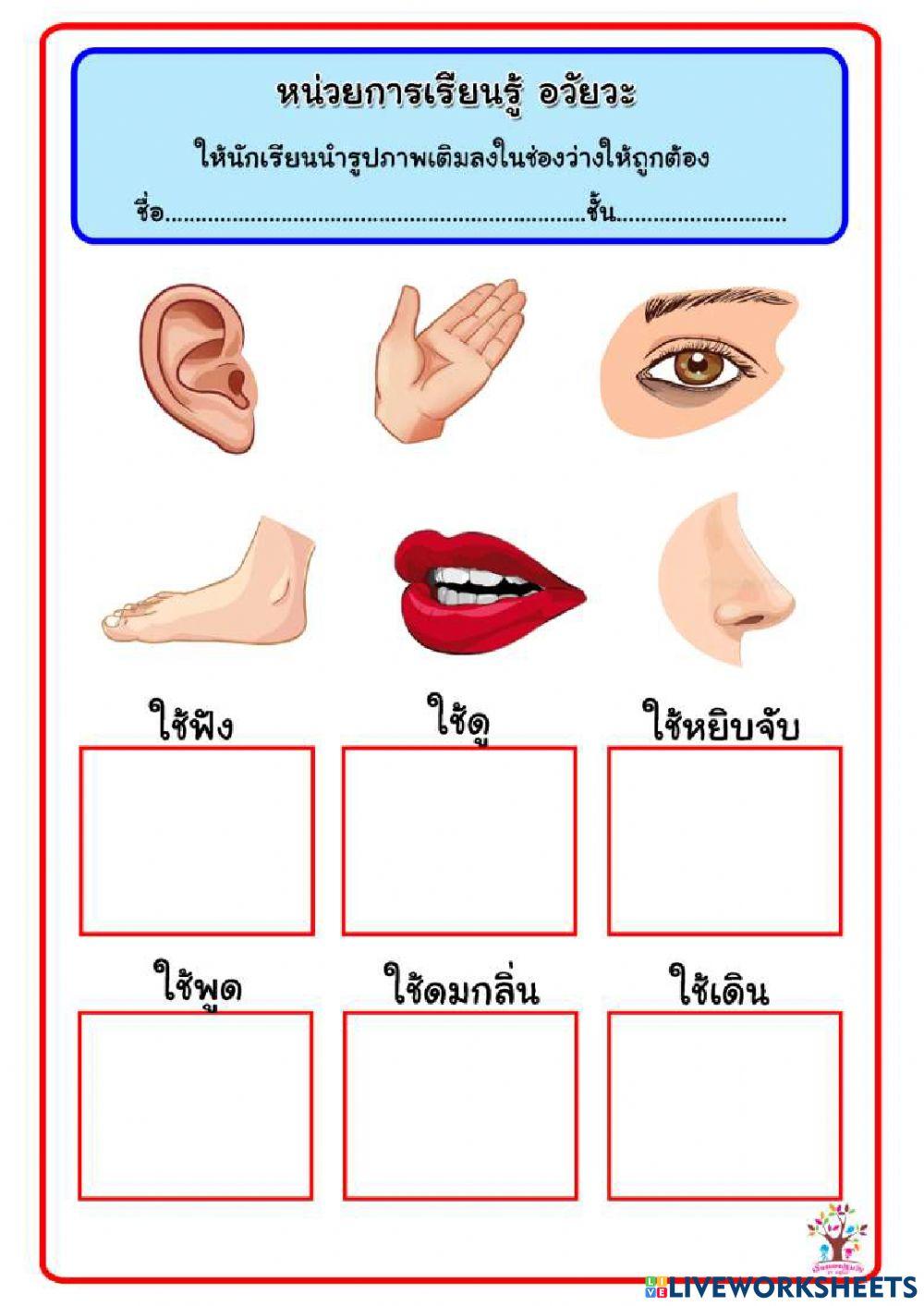 จับคู่อวัยวะกับหน้าที่