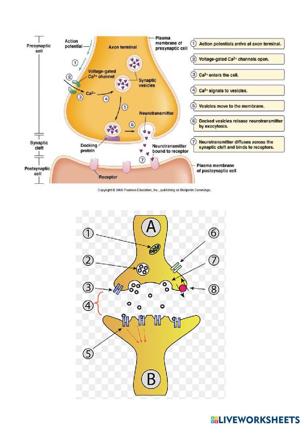ระบบประสาท