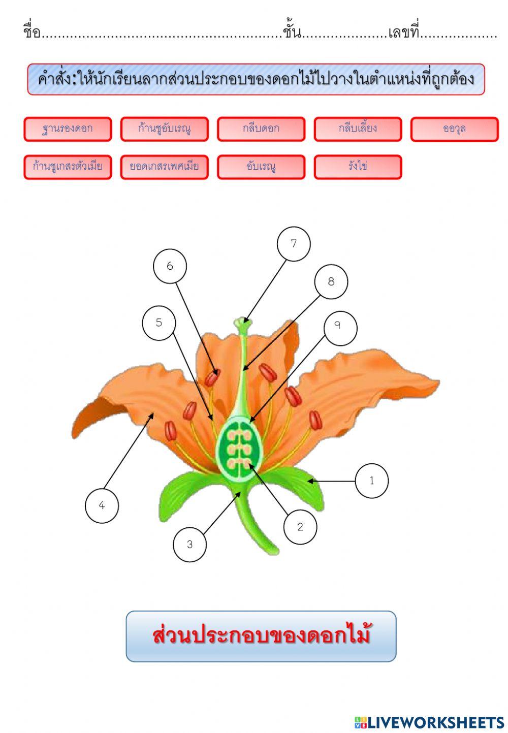 ส่วนประกอบของดอกไม้