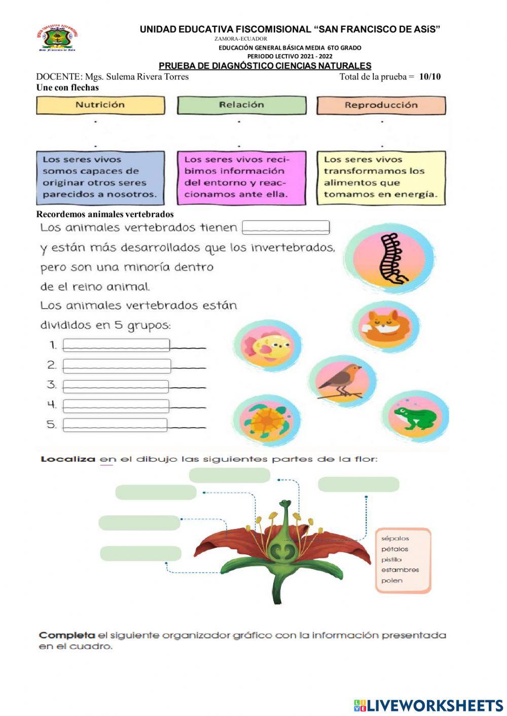 DIAGNÓSTICA DE … | Free Interactive Worksheets | 5152120, image size:1000x1413