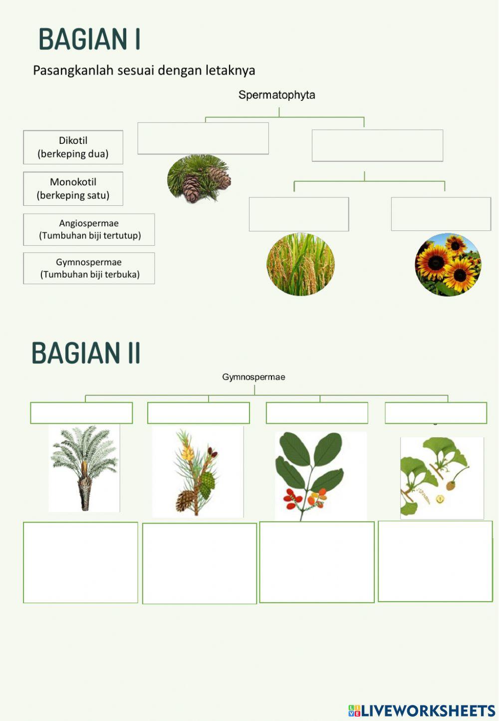 Plantae 2 (SPERMATOPHYTA)