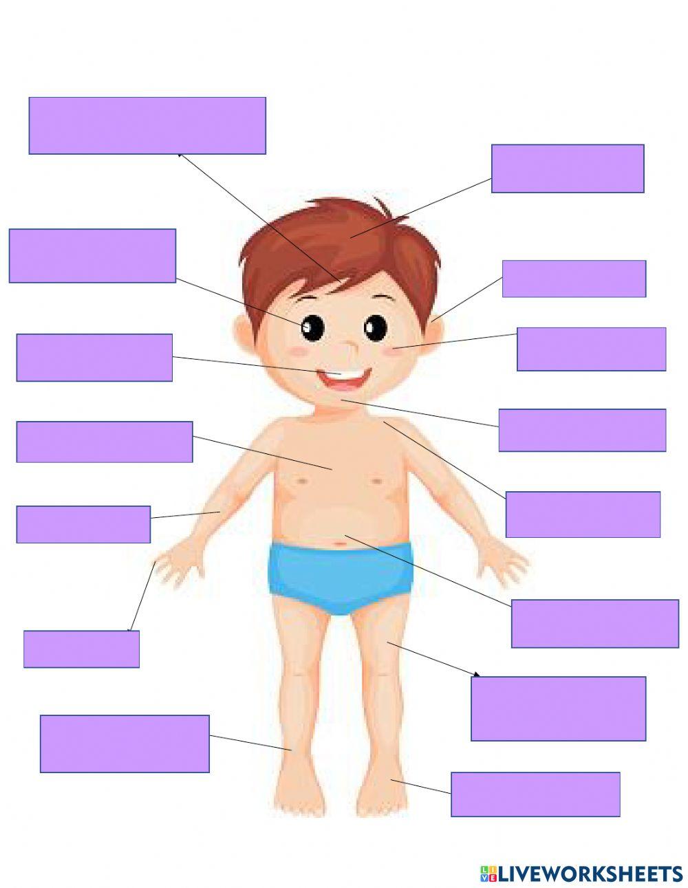 BodyParts