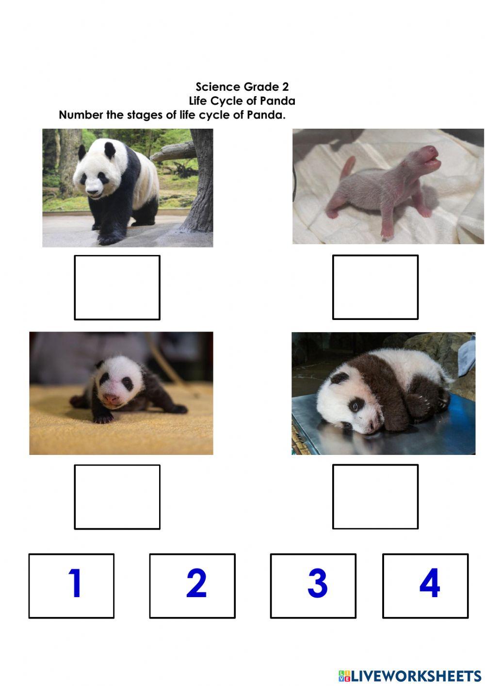 Life cycle of panda activity