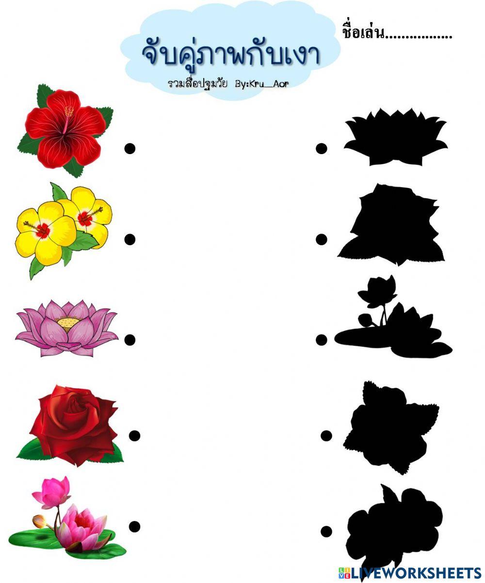 จับคู่ภาพกับเงา