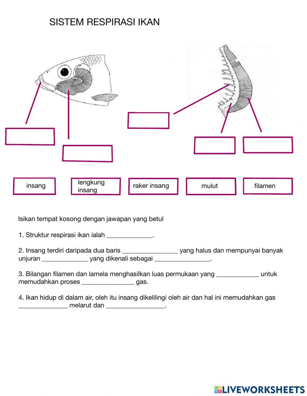 Sistem respirasi ikan