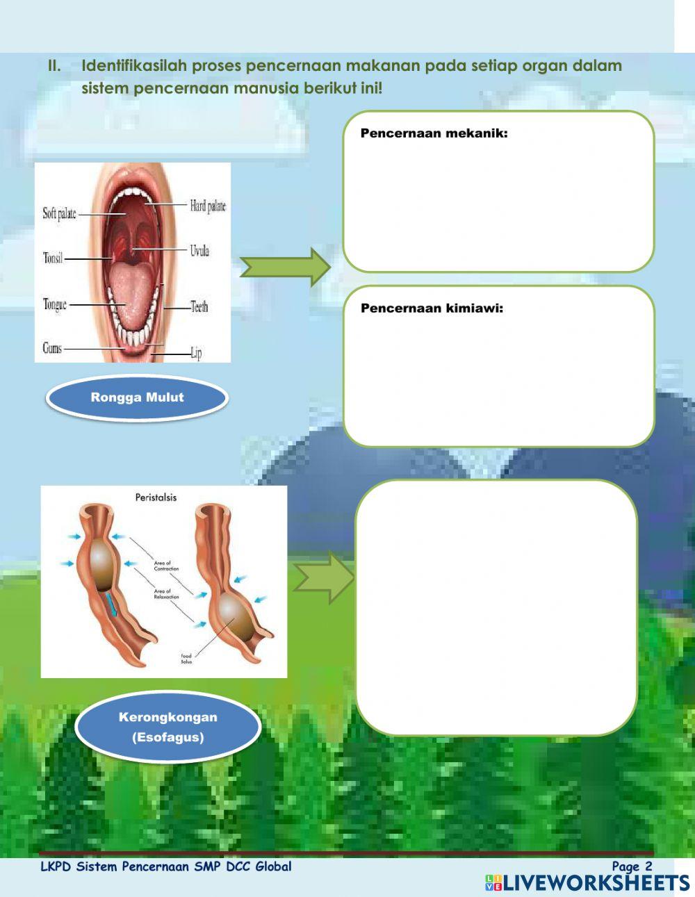 Sistem Pencernaan pada Manusia