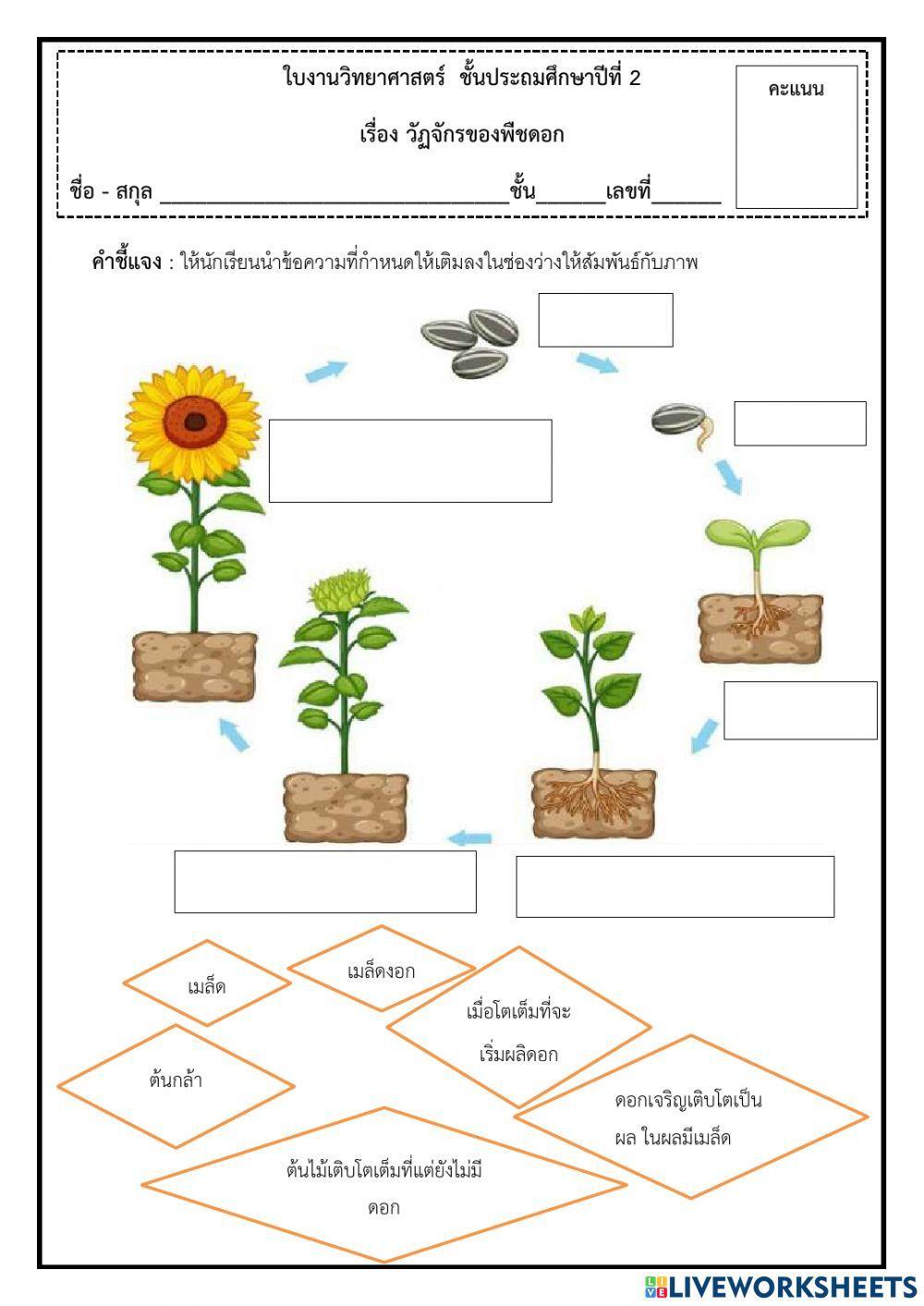 วัฏจักรของพืชดอก