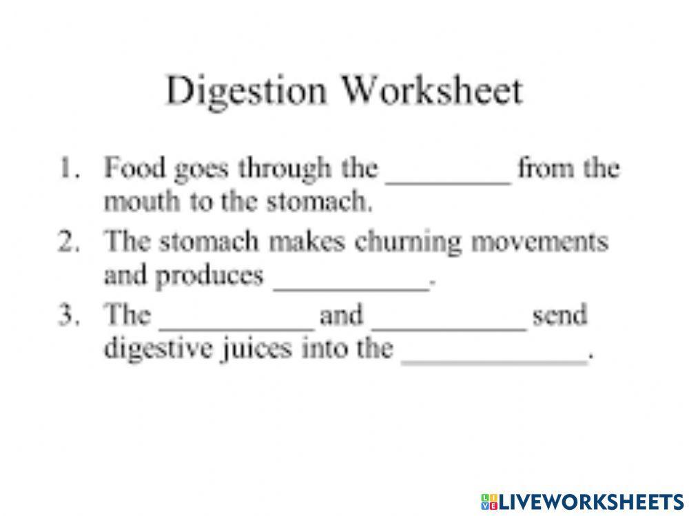Digestion proses human worksheet Live Worksheets