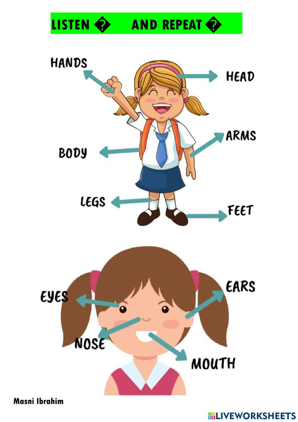 The parts of the body