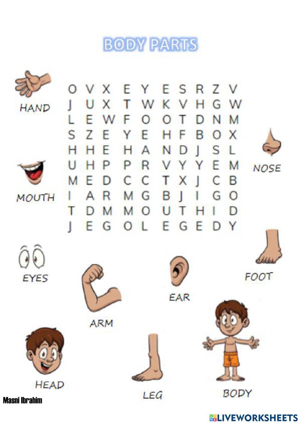 The parts of the body