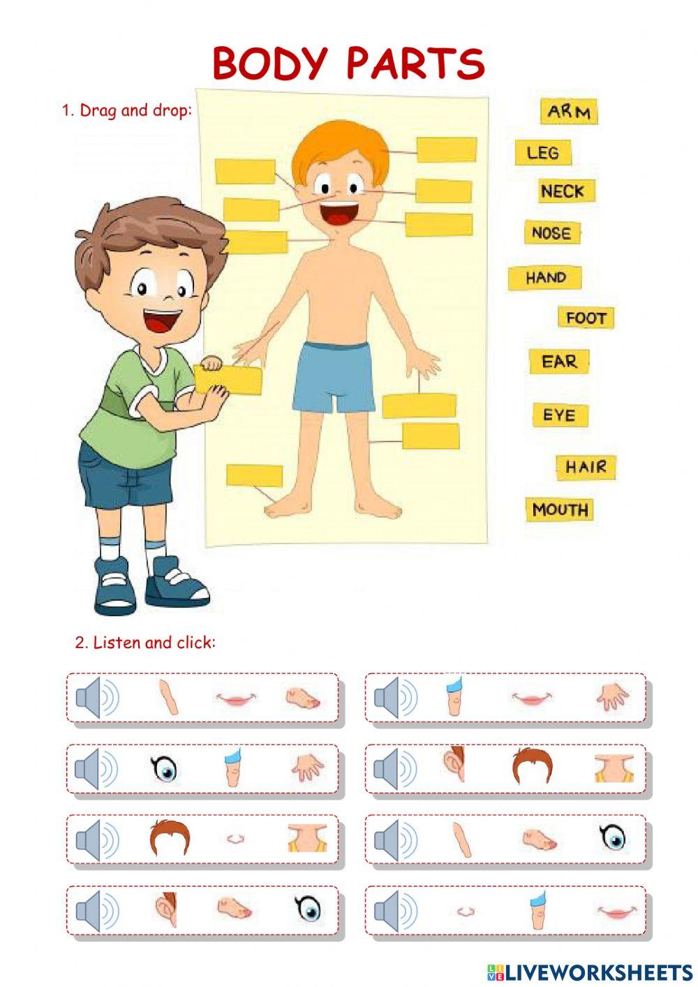 Parts of the Body Parts of the Body