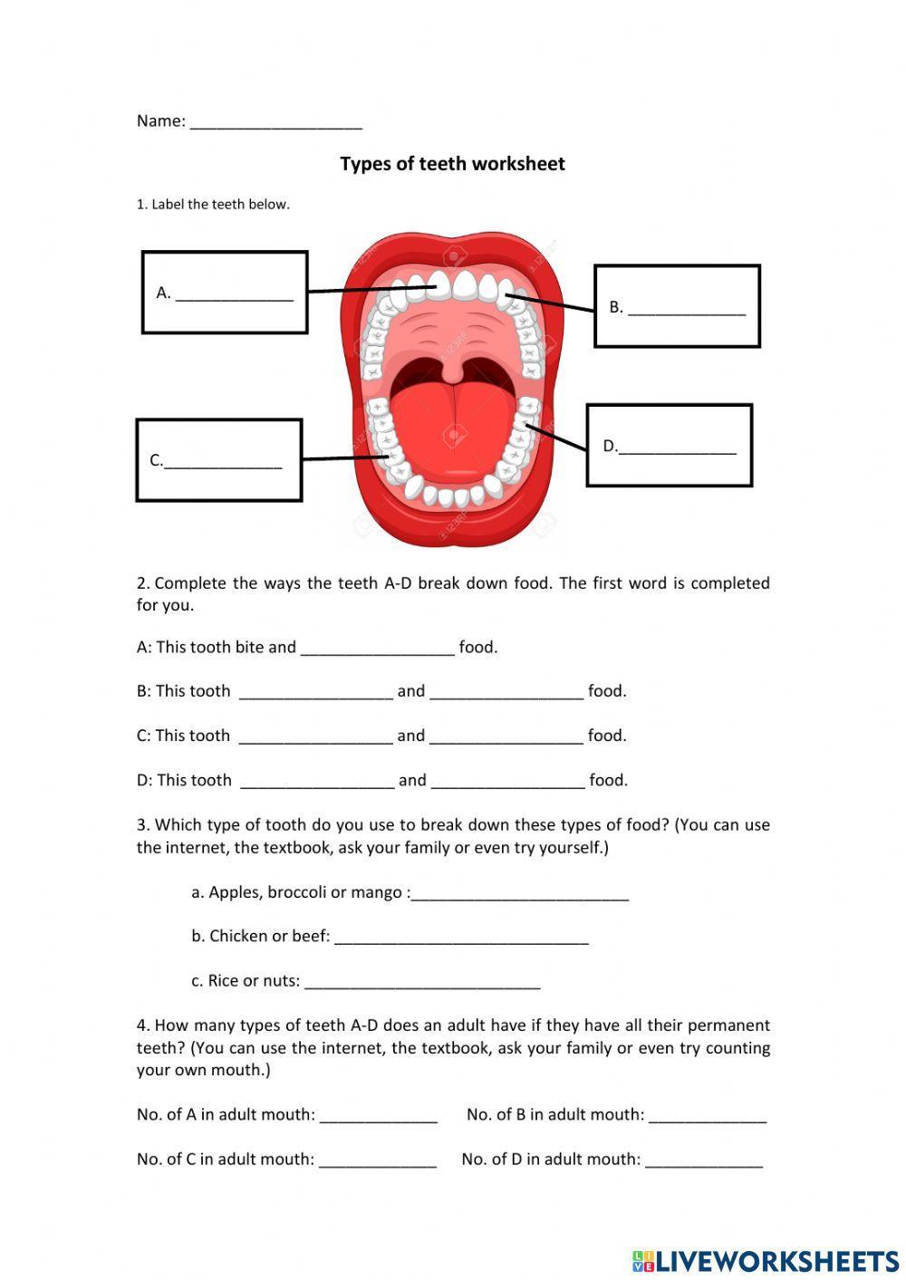 Types of teeth worksheet