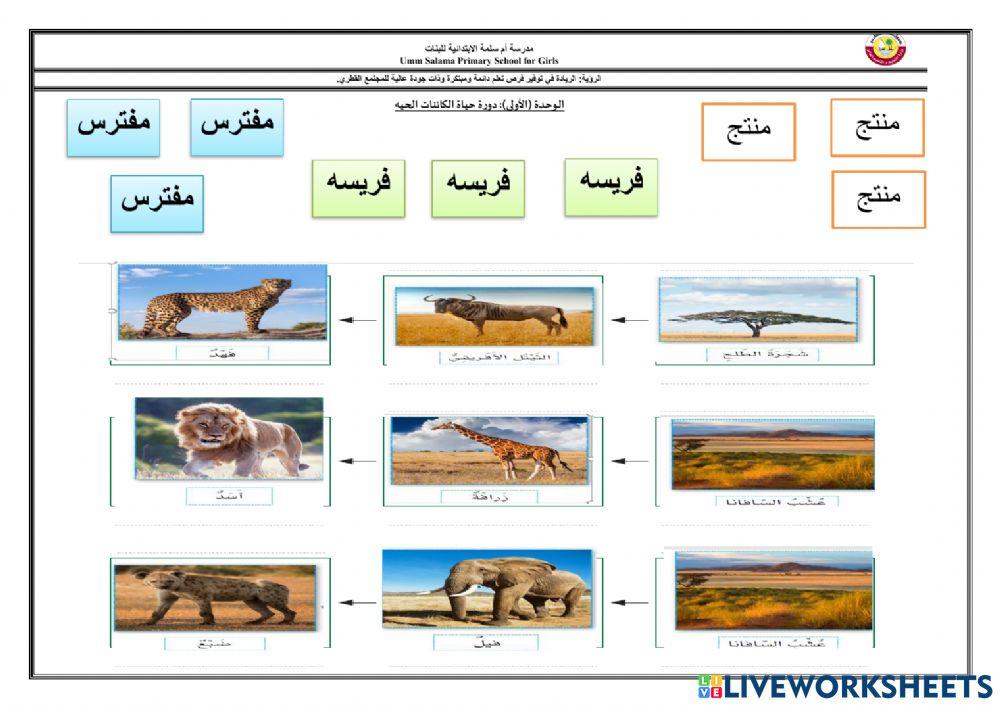 فريسه ومفترس