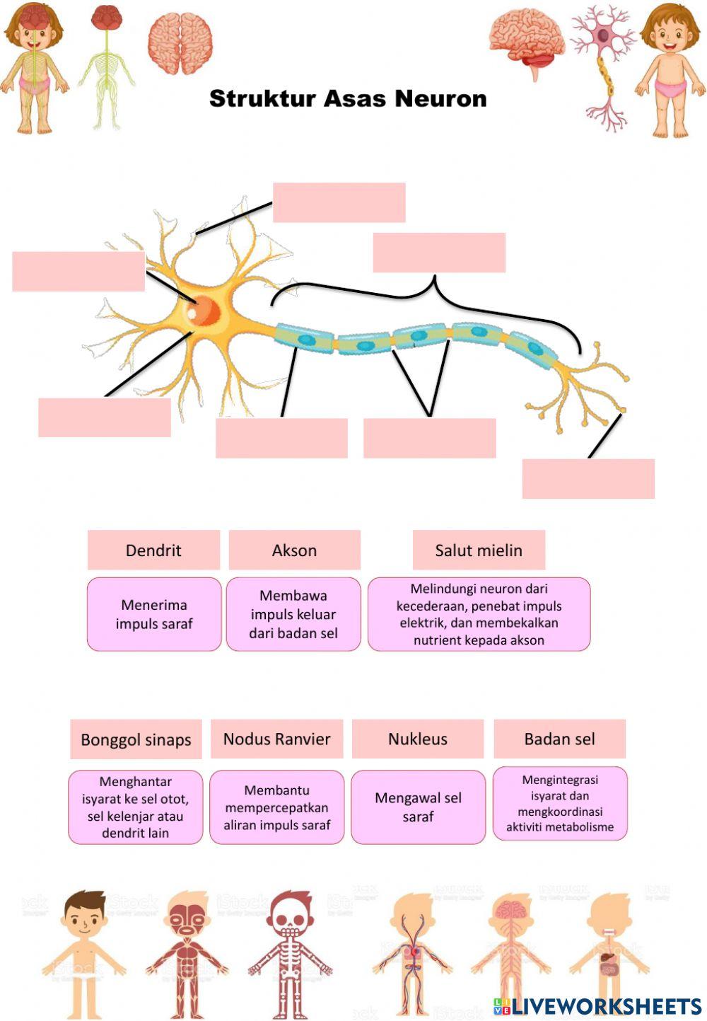 Neuron dan Sinaps