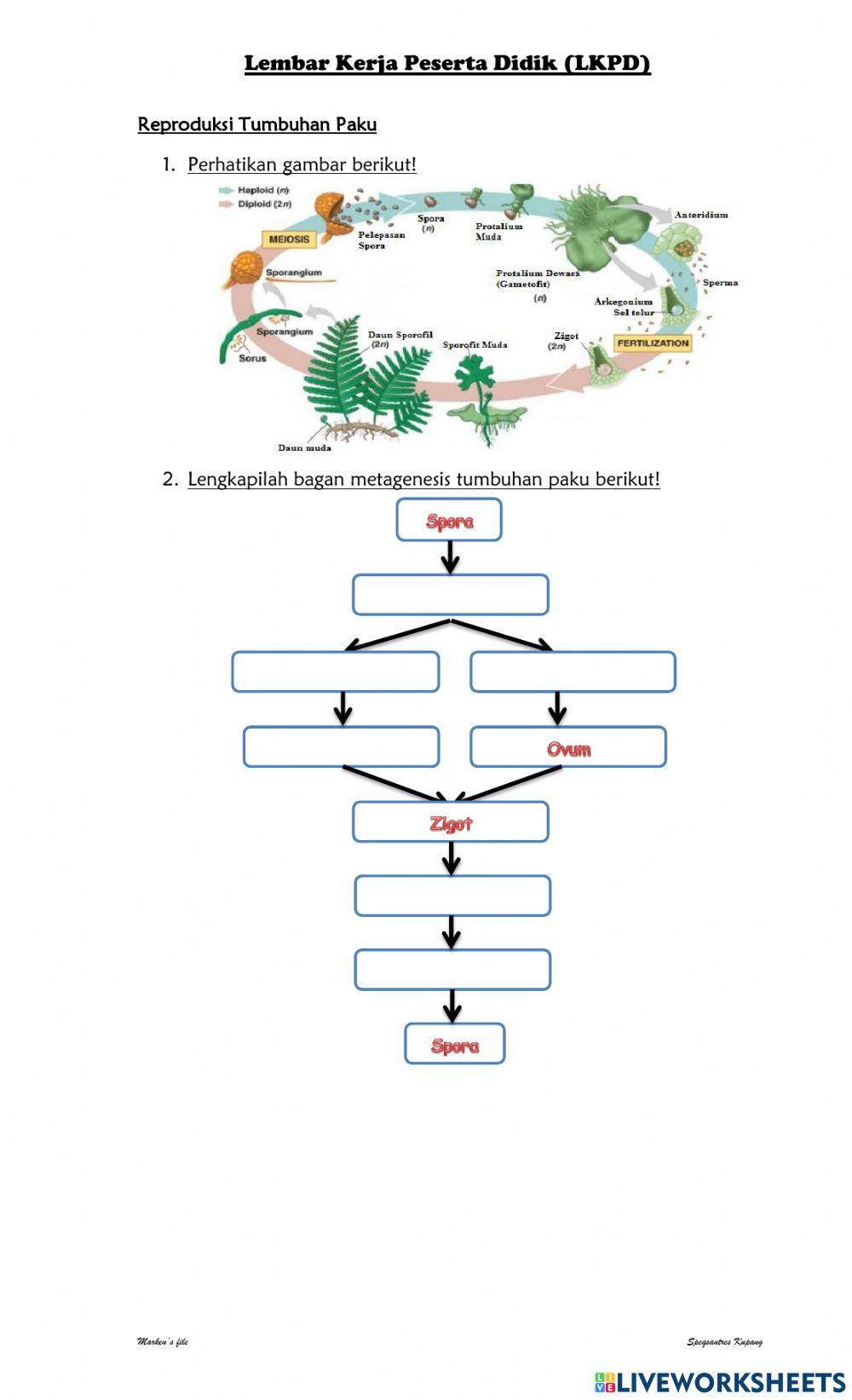 Sistem Reproduksi Tumbuhan dan Hewan