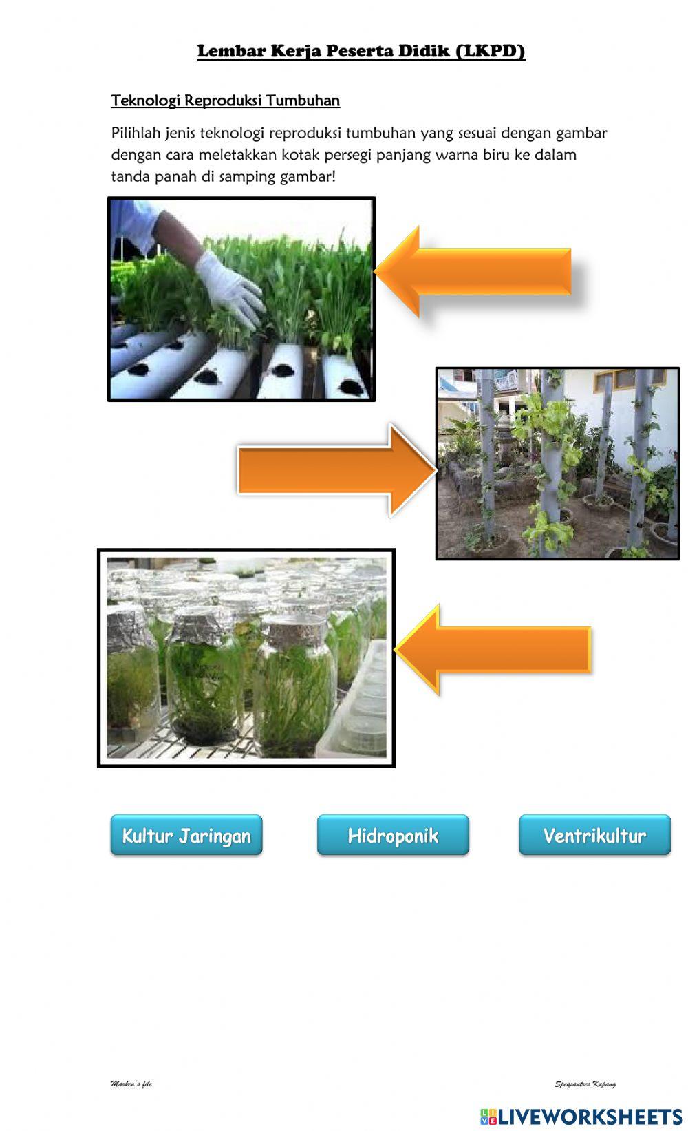 Sistem Reproduksi Tumbuhan dan Hewan