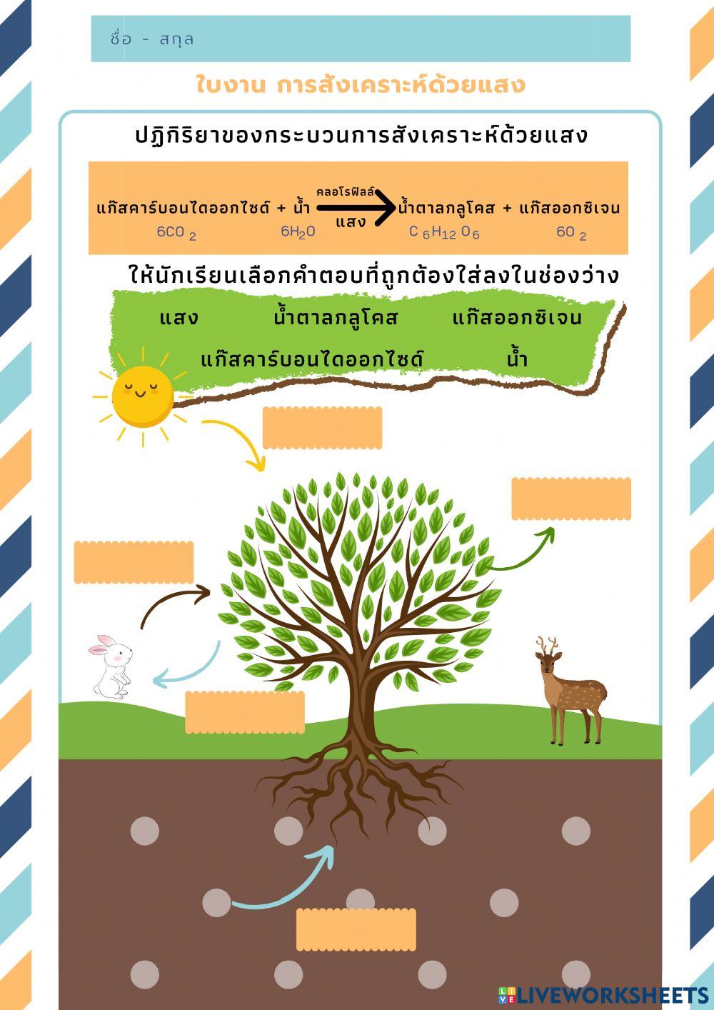 ใบงาน การสังเคราะห์แสงของพืช