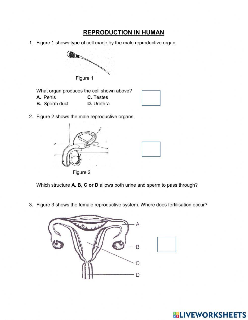1358383 | Human reproduction | Noy | LiveWorksheets