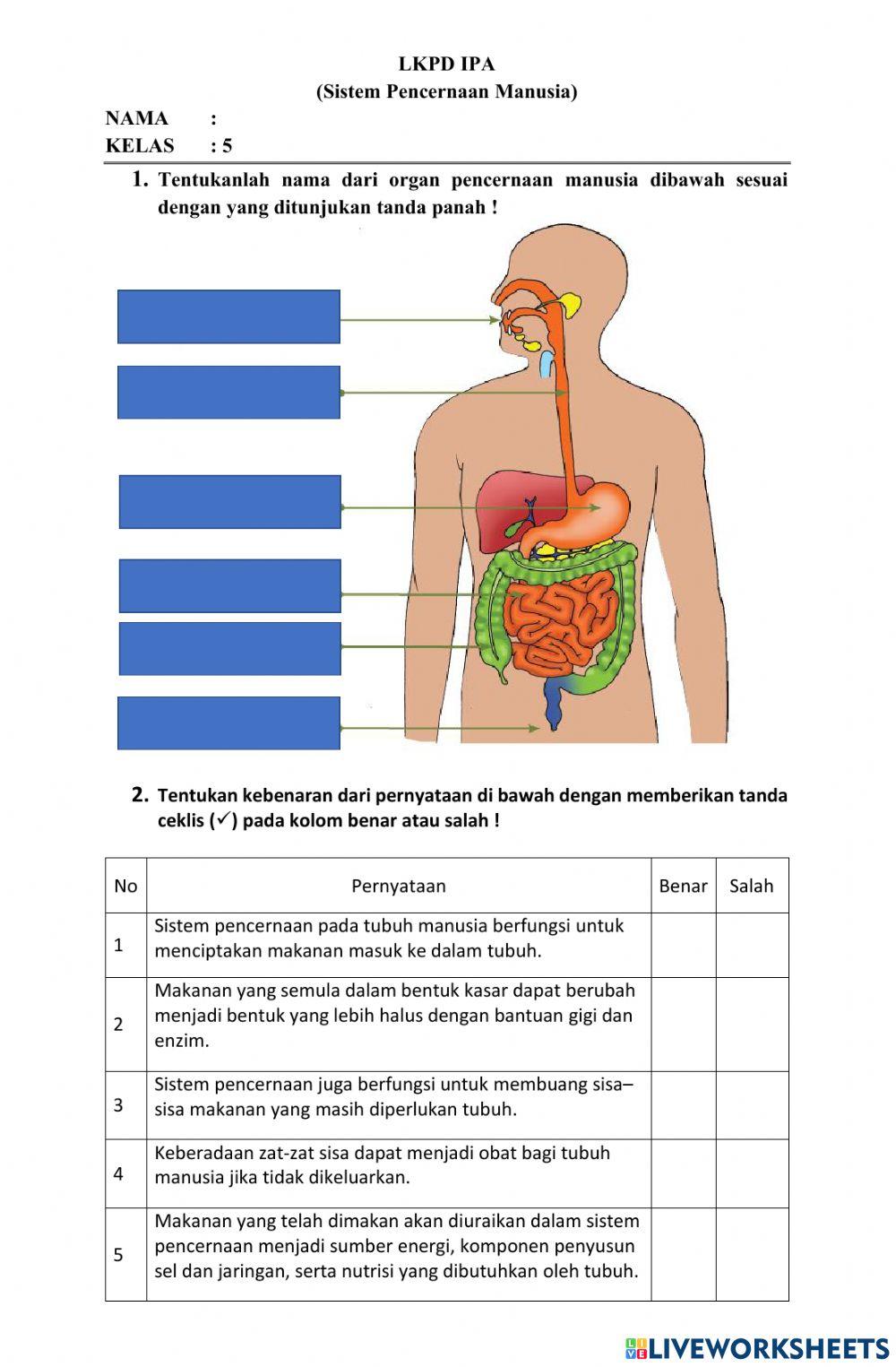 Sistem Pencernaan Manusia