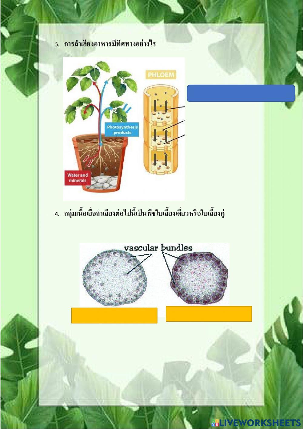 การลำเลียงสารของพืช