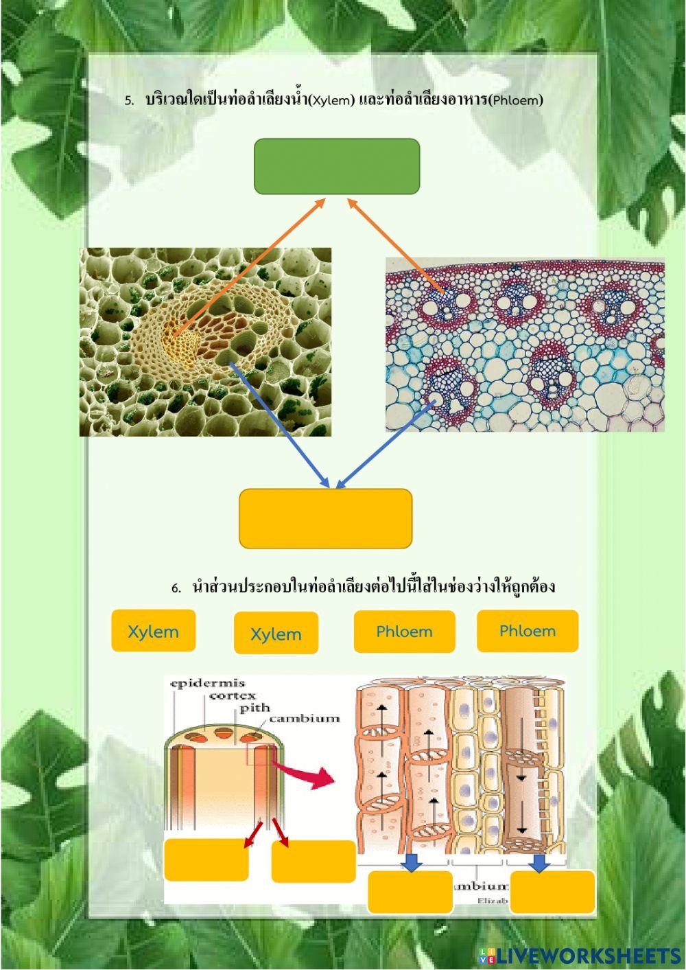 การลำเลียงสารของพืช