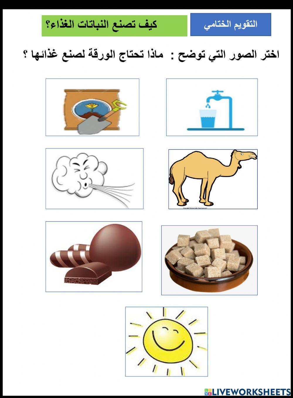 كيف تصنع النباتات الغذاء؟