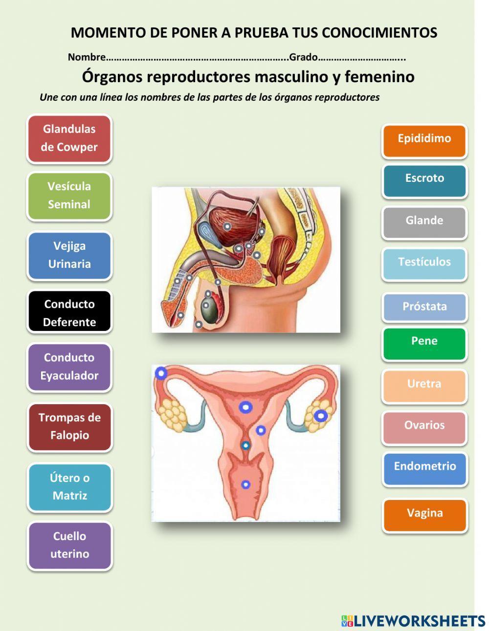 Reproducción y desarrollo