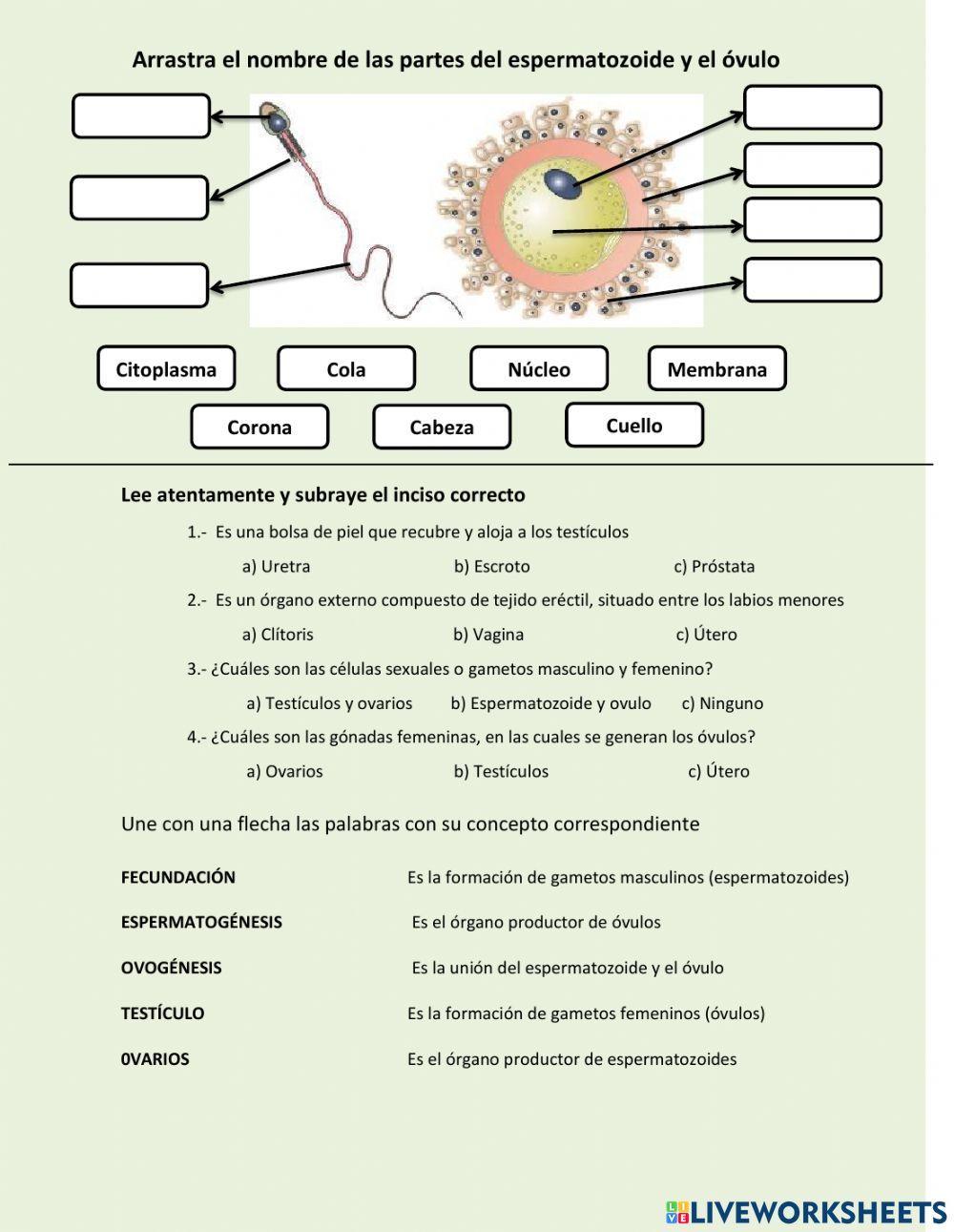 Reproducción y desarrollo