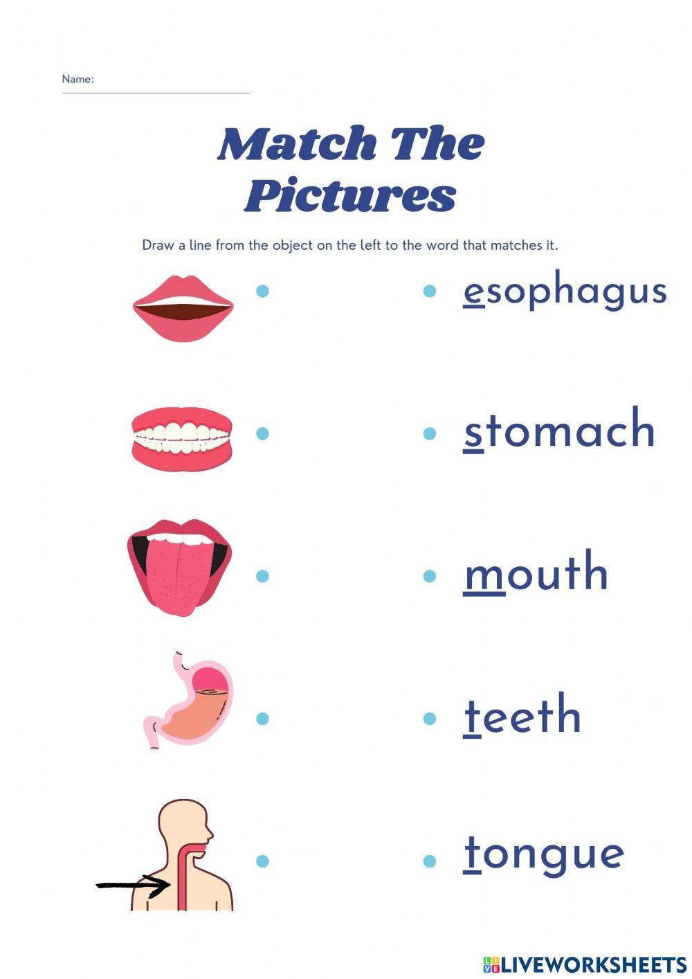 Digestive Matching Pictures