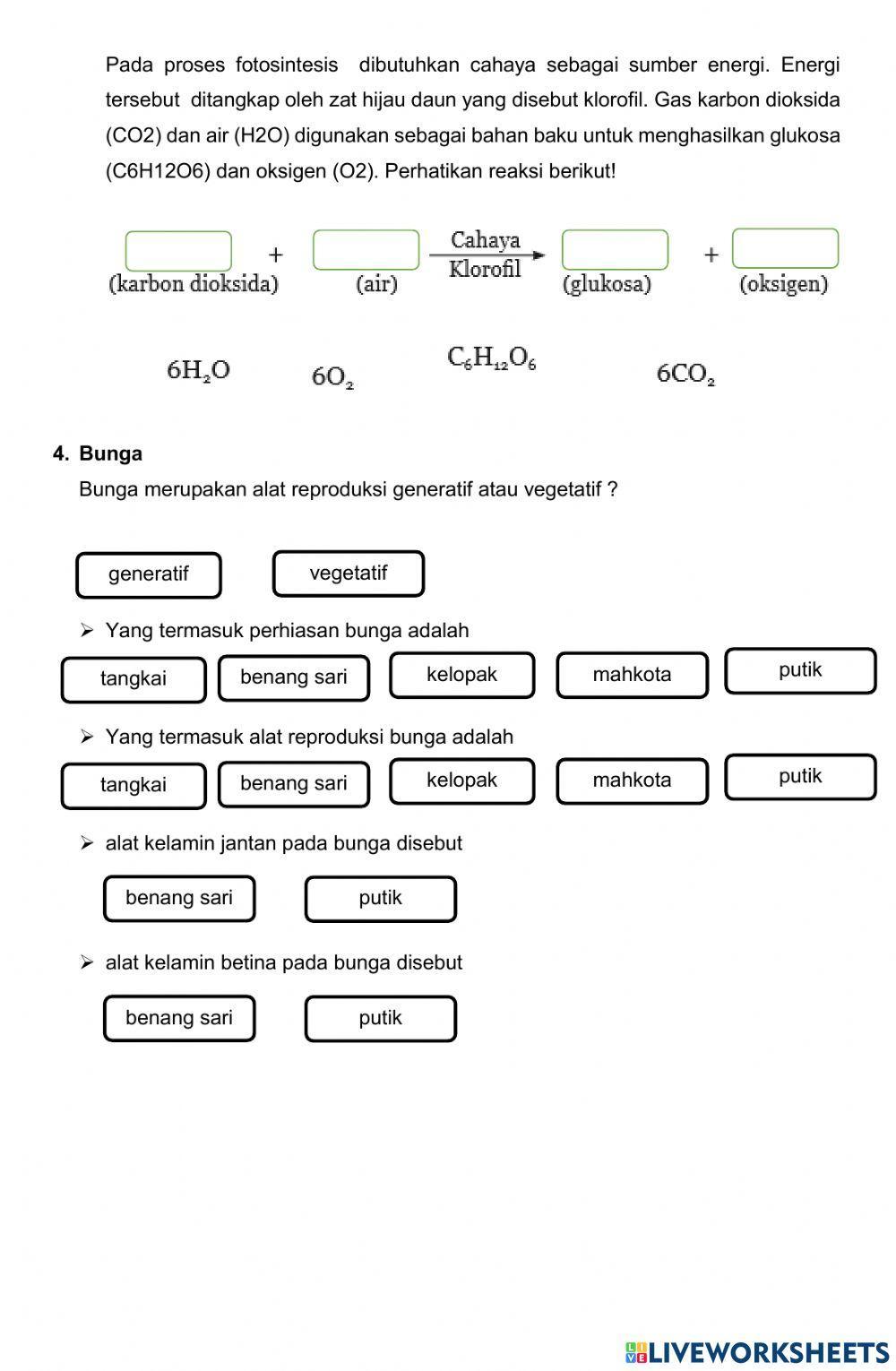 LKPD Struktur Fungsi Tumbuhan