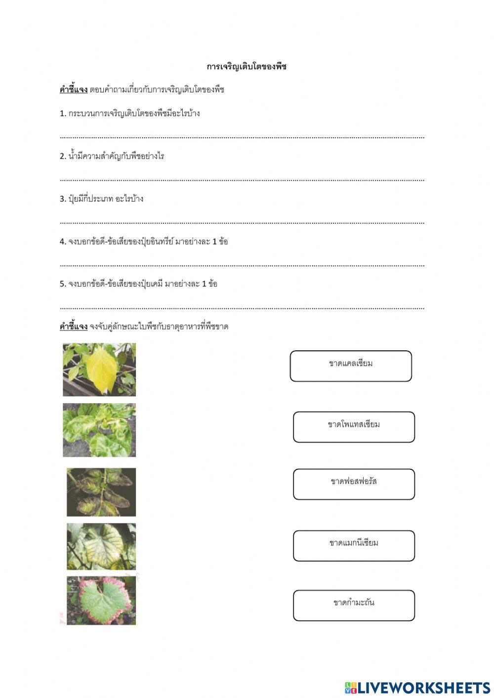 ม.1 แบบฝึกหัด เรื่อง พืช