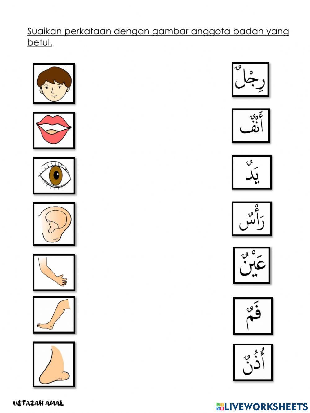 أعضاء الجسم anggota badan