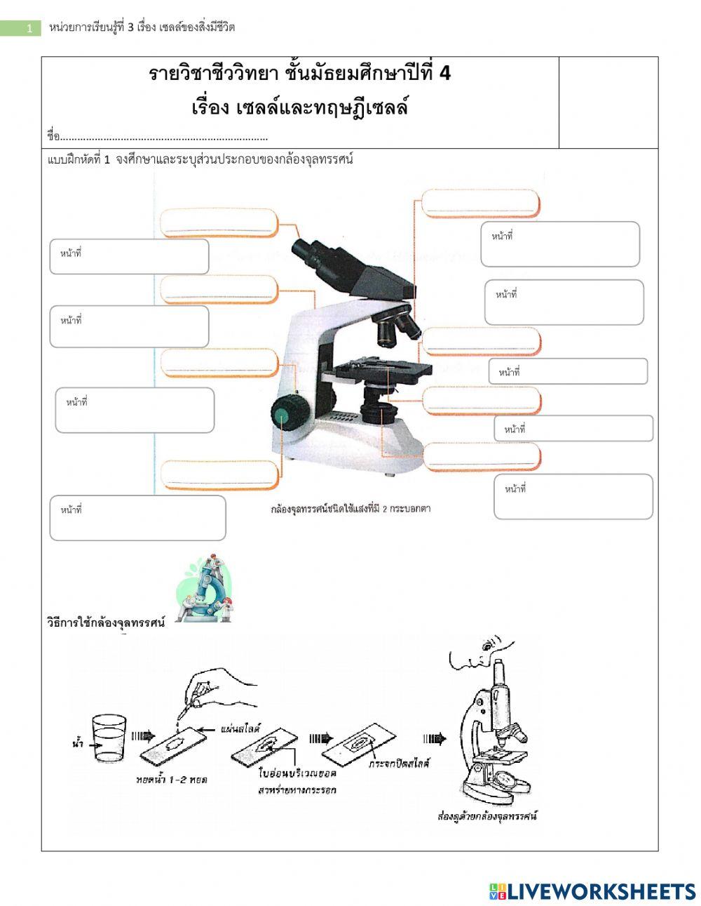 ม.4 แบบฝึกหัด เรื่อง เซลล์ของสิ่งมีชีวิต