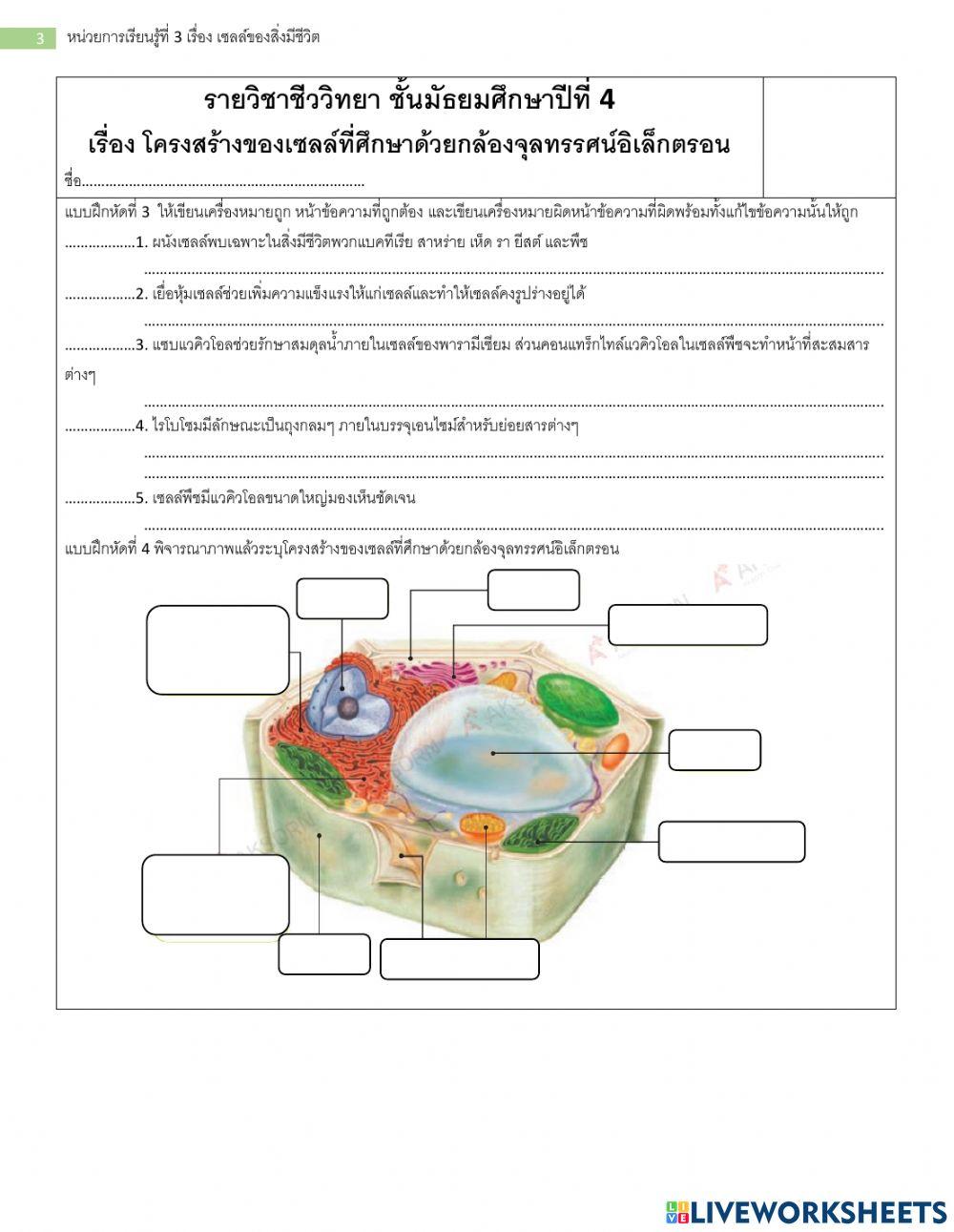 ม.4 แบบฝึกหัด เรื่อง เซลล์ของสิ่งมีชีวิต