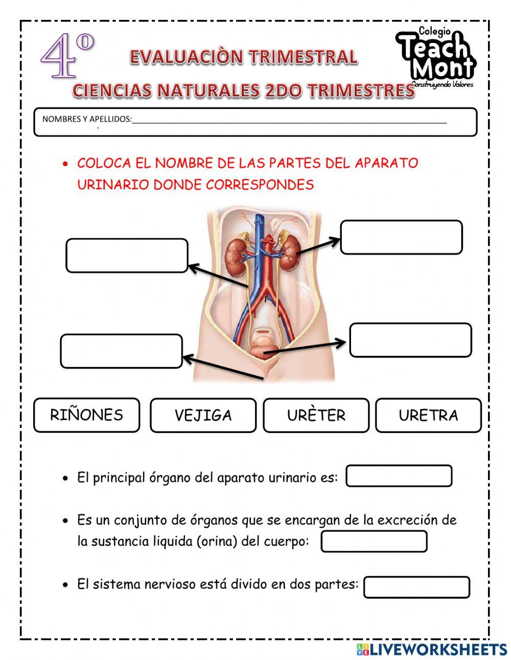 Evaluacion de contenidos