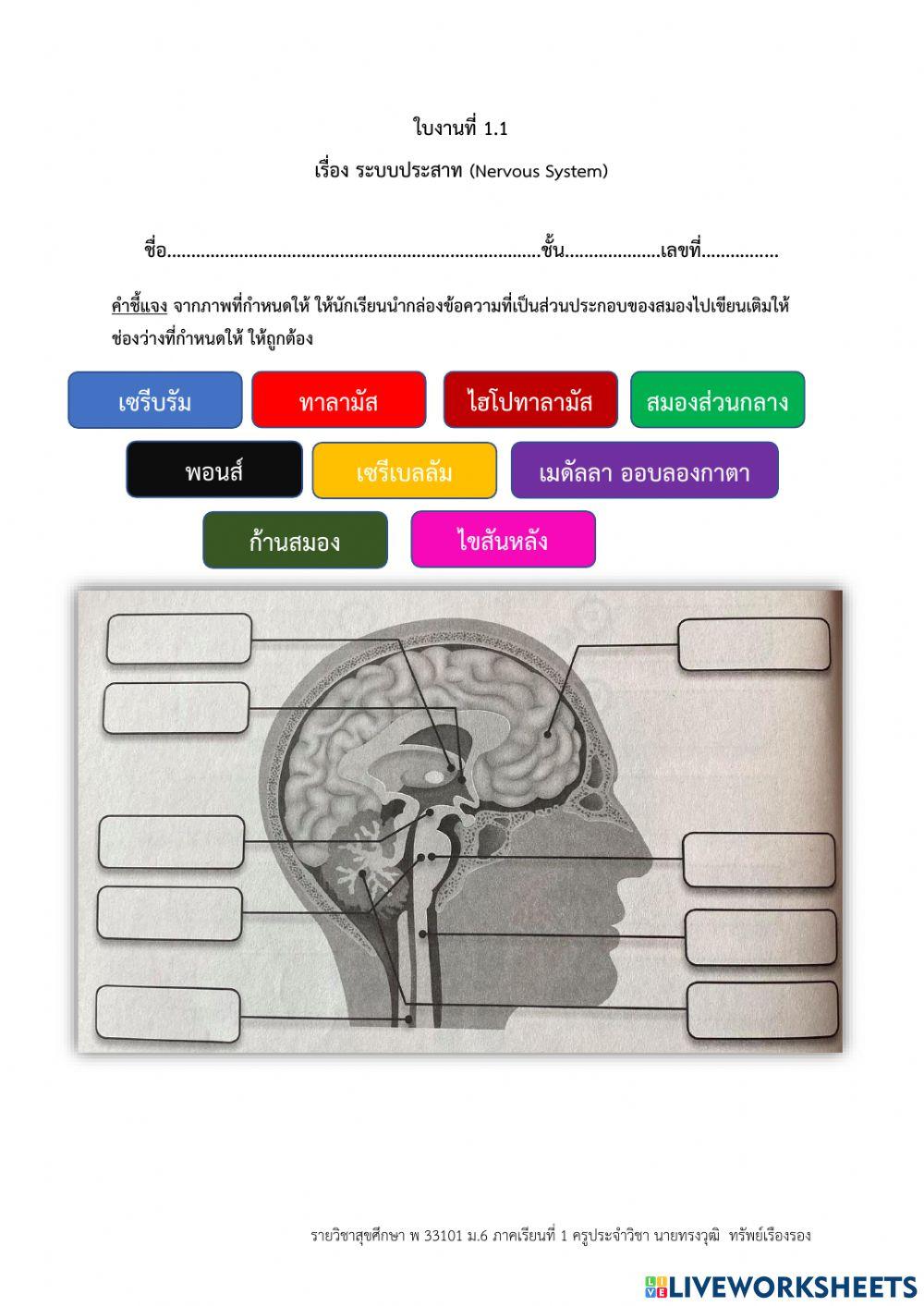 ใบงานที่ 1.1 ระบบประสาท