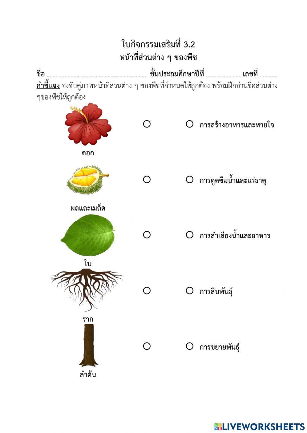 หน้าที่ส่วนต่าง ๆ ของพืช