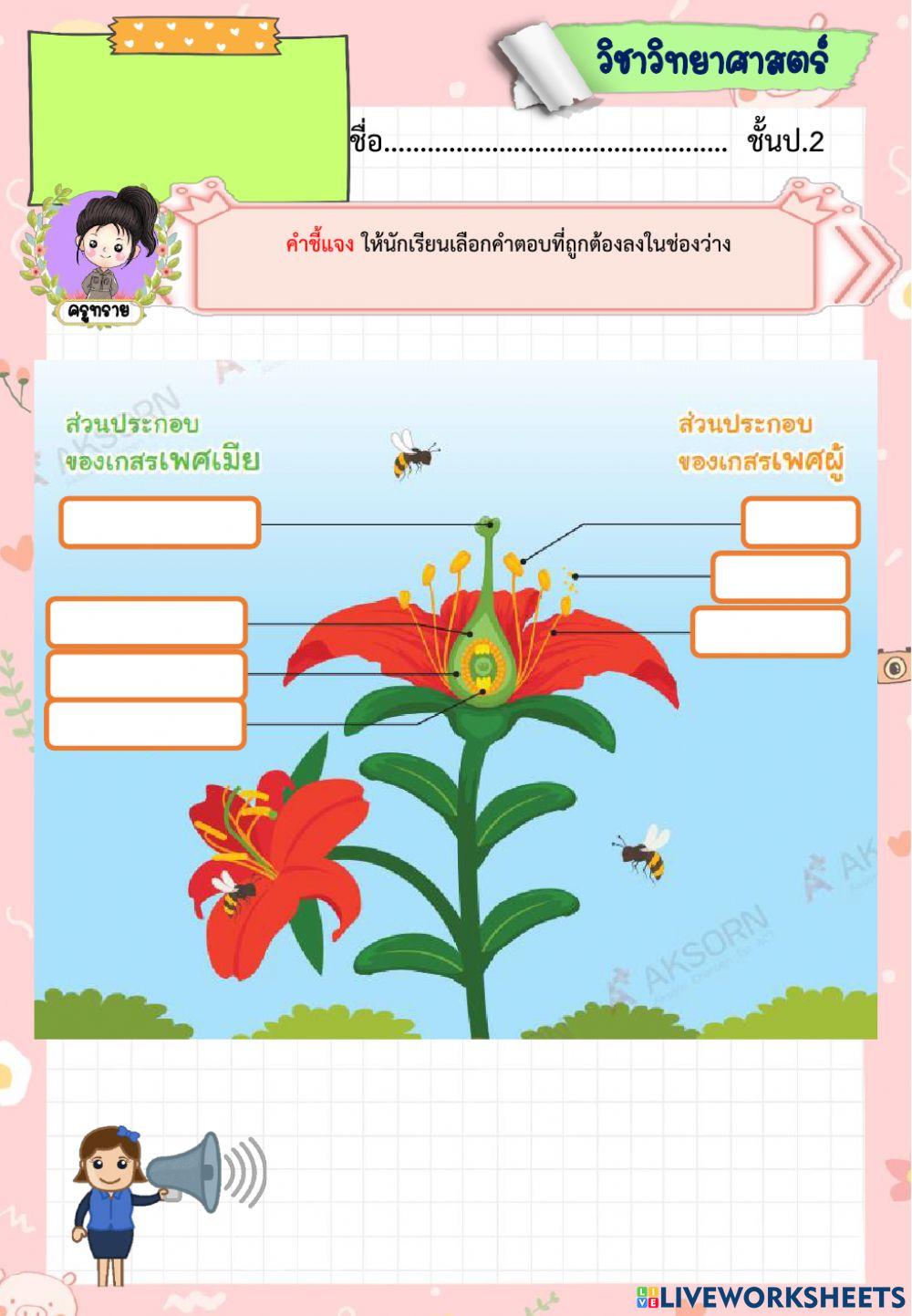 การสืบพันธุ์แบบอาศัยเพศของพืชดอก byครูทราย