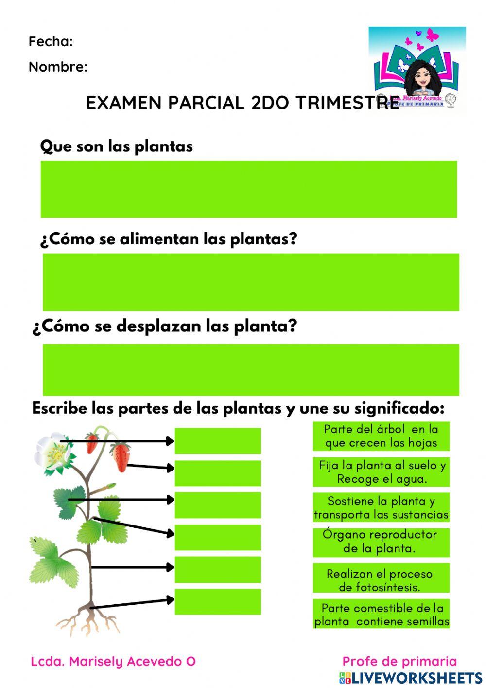 Función y nutrición de las plantas