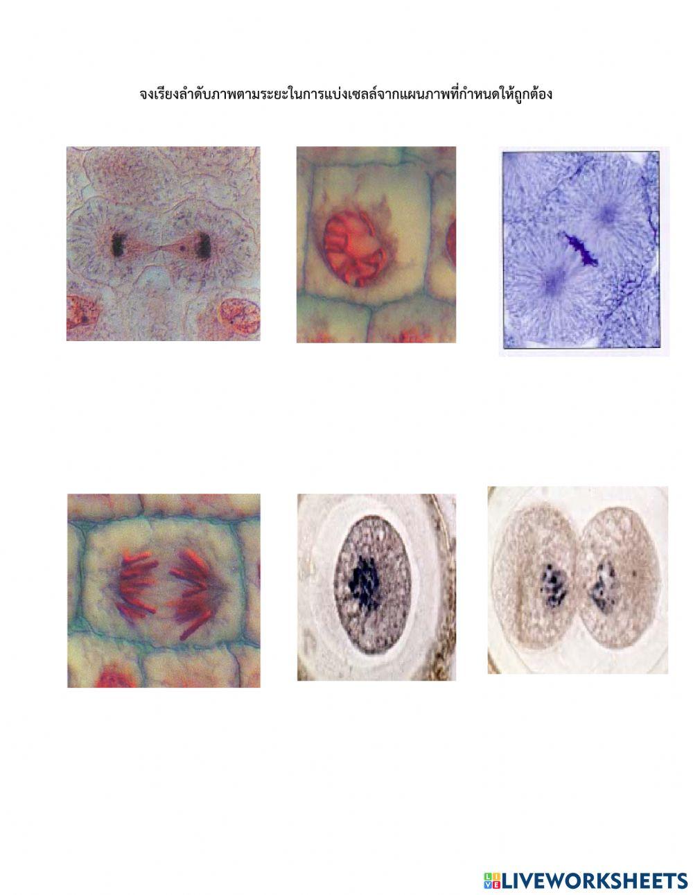 จงเรียงลำดับภาพการแบ่งเซลล์ให้ถูกต้อง