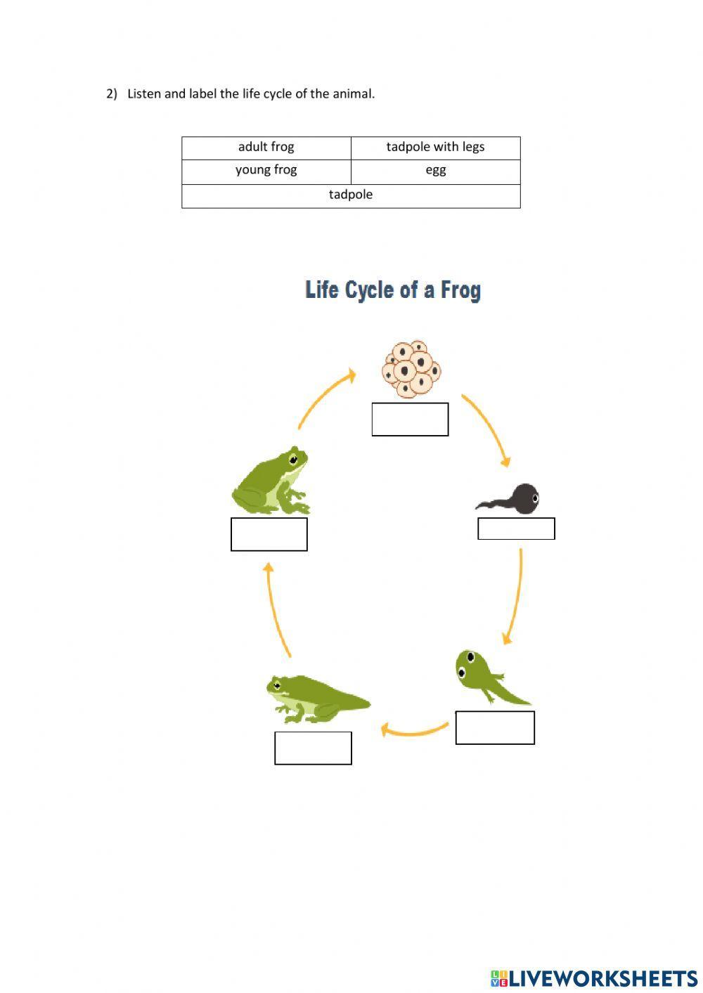 English (Life Cycle of Animals)